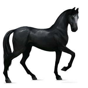 ridhäst renrasig spansk häst svart