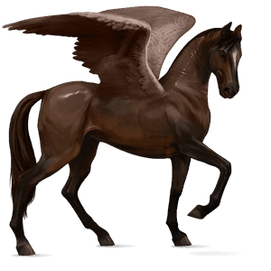 ridpegasus akhal-teke mörkbrun