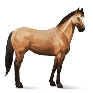 ridhäst lipizzaner avblekbar skimmel