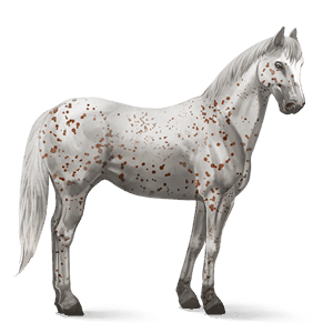 ridhäst appaloosa fux leopard 