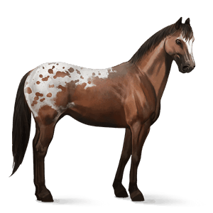 ridhäst appaloosa brunfläckig blanket