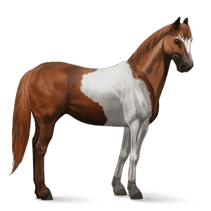 ridhäst paint horse fux tobiano