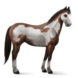 ridhäst paint horse brun overo