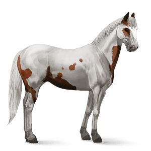 ridhäst paint horse fux tobiano