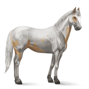 ridhäst paint horse isabell tovero