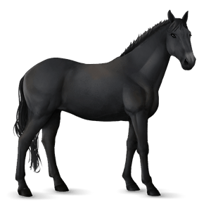 ridhäst lusitano svart