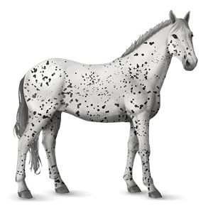 ridhäst appaloosa svart leopard 