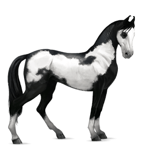 ridhäst lusitano apelgrå