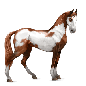 ridhäst paint horse overo fuxskäck