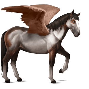 ridpegasus nokota brun overo