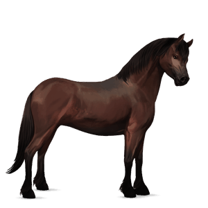 ponny shetlandsponny fux tobiano
