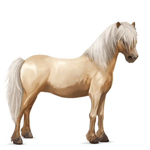 ponny haflinger isabell