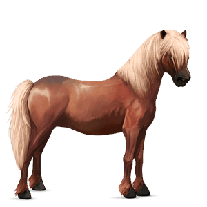 ponny haflinger linfux 