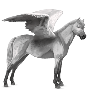 pegasus-ponny belgisk ridponny musblack