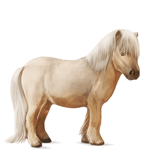 ponny shetlandsponny gulvit