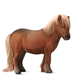 ponny shetlandsponny musblack