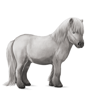 ponny shetlandsponny apelgrå