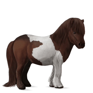 ponny shetlandsponny linfux 