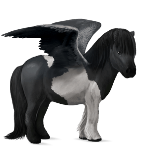 ridpegasus argentinsk criollo svart tobiano