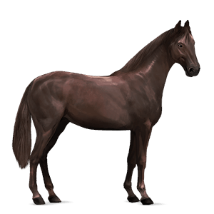 ridhäst trakehner mörkfux