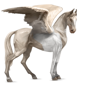 ridpegasus nokota svart overo