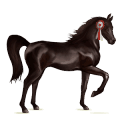 ridhäst lusitano apelgrå