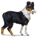 vildhästen australian shepherd