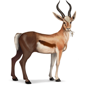 chimeriquegazelle